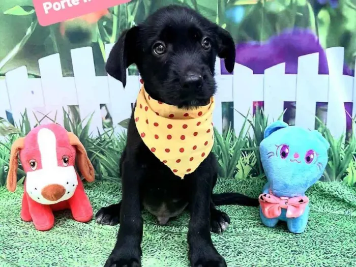 Cachorro raça Srd idade 2 a 6 meses nome Zeca