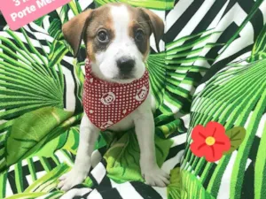 Cachorro raça Srd idade 2 a 6 meses nome Pudim
