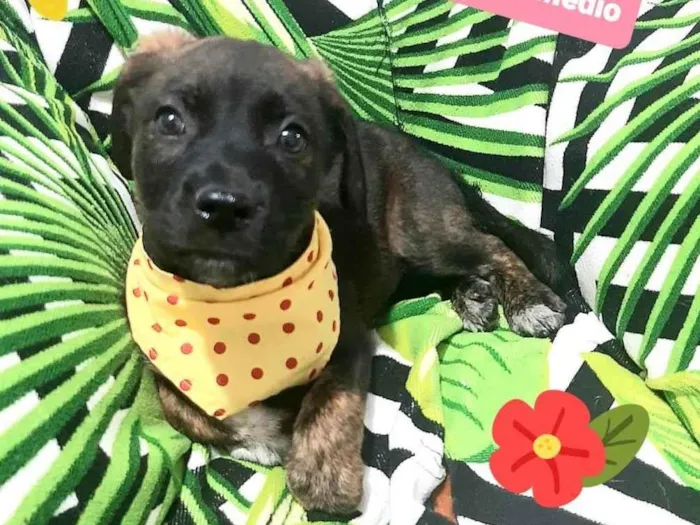 Cachorro raça Srd idade 2 a 6 meses nome Vitor 