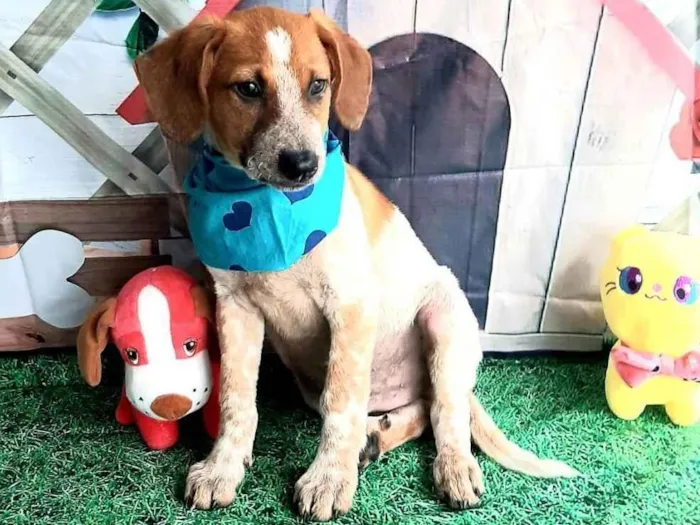 Cachorro raça Srd idade 2 a 6 meses nome Juca
