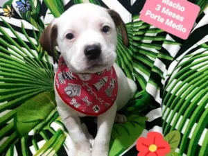Cachorro raça Srd idade 2 a 6 meses nome Bred