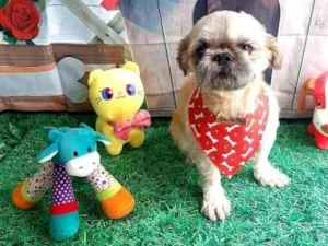 Cachorro raça Shitsu  idade 2 anos nome Leoo