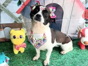 Cachorro raça Srd idade 2 anos nome Lilica