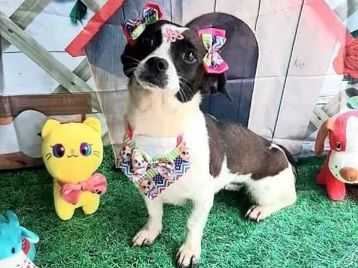 Cachorro raça Srd idade 2 anos nome Lilica