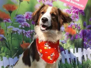 Cachorro raça Mix de São Bernardo  idade 7 a 11 meses nome Simba 