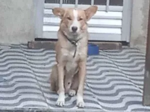 Cachorro raça Vira lata idade 5 anos nome Olaf