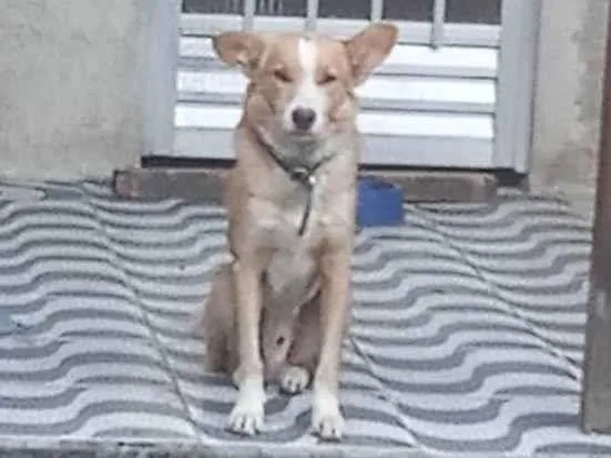 Cachorro ra a Vira lata idade 5 anos nome Olaf