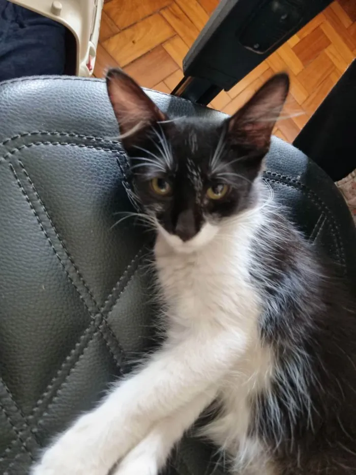 Gato ra a Felino SRD idade 2 a 6 meses nome Máscara Linda