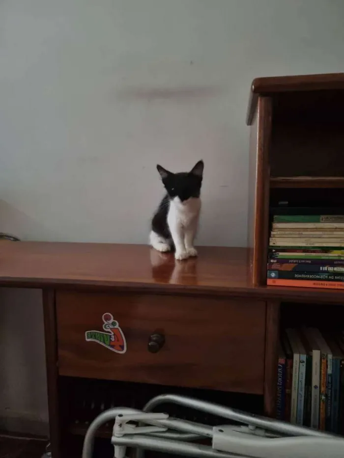 Gato ra a Felino SRD idade 2 a 6 meses nome Máscara Linda