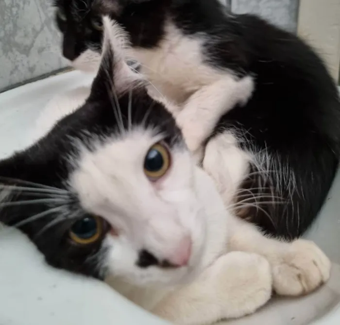 Gato ra a Felino SRD idade 2 a 6 meses nome Menina linda