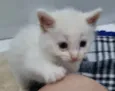 Pompom