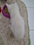 Pompom