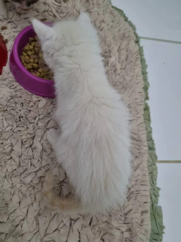 Gato ra a Felino SRD idade Abaixo de 2 meses nome Pompom