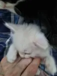 Pompom