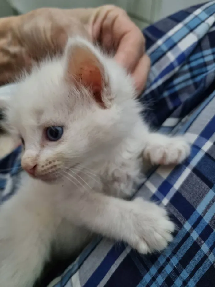 Gato ra a Felino SRD idade Abaixo de 2 meses nome Pompom