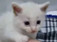 Pompom