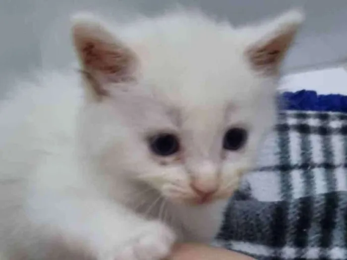 Gato ra a Felino SRD idade Abaixo de 2 meses nome Pompom