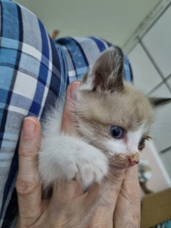 Gato ra a Felino SRD idade Abaixo de 2 meses nome Caramelo