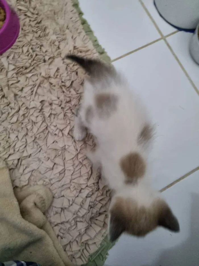 Gato ra a Felino SRD idade Abaixo de 2 meses nome Caramelo