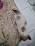 Caramelo