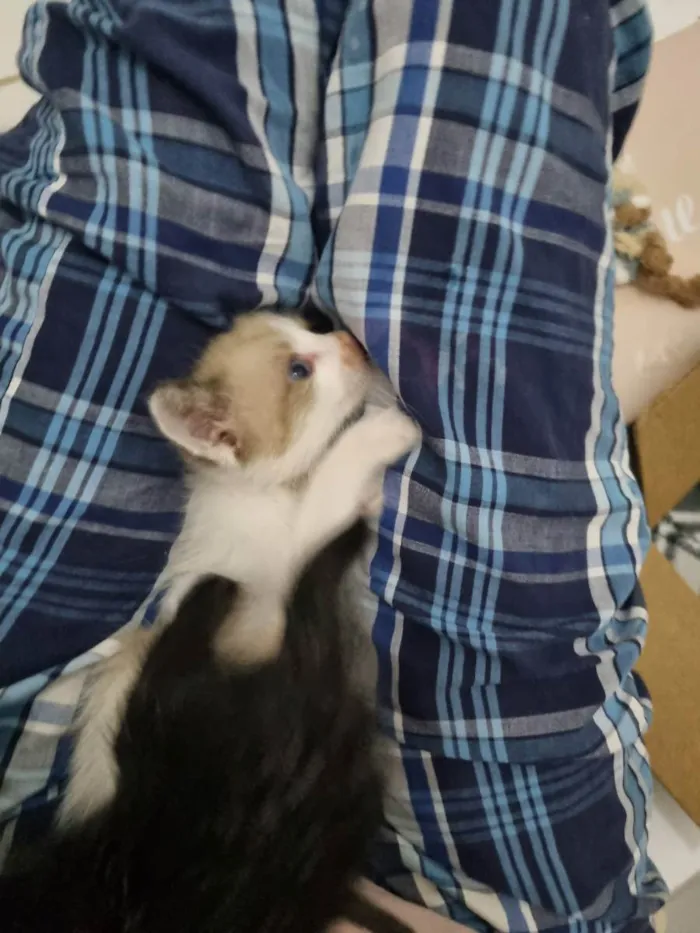 Gato ra a Felino SRD idade Abaixo de 2 meses nome Caramelo