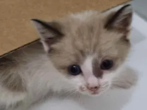Gato raça Felino SRD idade Abaixo de 2 meses nome Caramelo