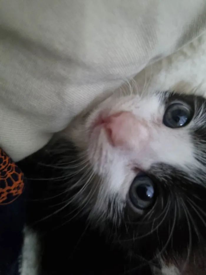 Gato ra a Felino SRD idade Abaixo de 2 meses nome Amorzinho