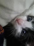 Amorzinho