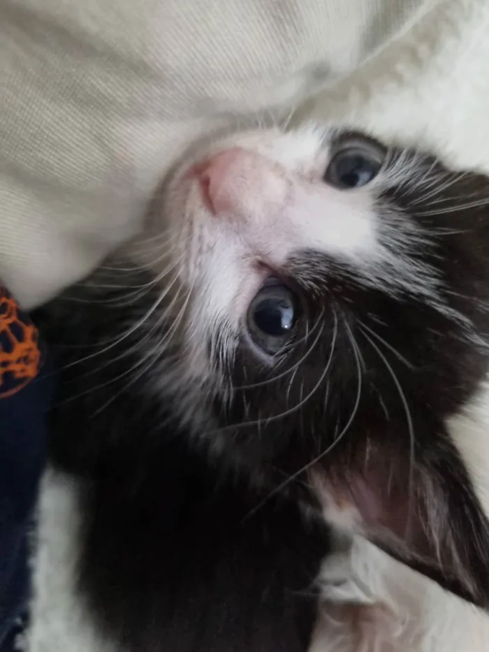 Gato ra a Felino SRD idade Abaixo de 2 meses nome Amorzinho