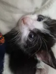 Amorzinho