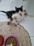 Amorzinho