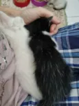 Amorzinho