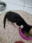 Amorzinho