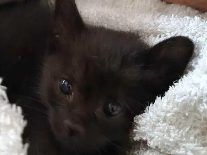 Gato raça Felino SRD idade Abaixo de 2 meses nome Pimpolho