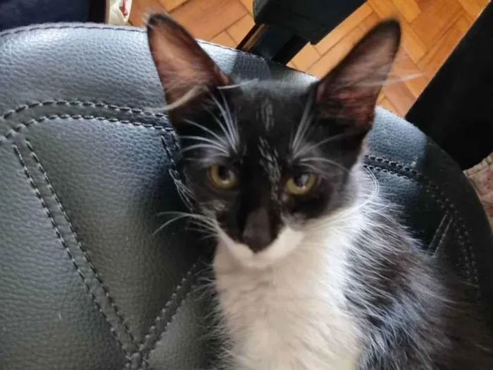 Gato ra a Felino SRD idade 2 a 6 meses nome Máscara Linda