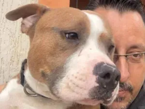 Cachorro raça American bull  idade 2 anos nome Bob