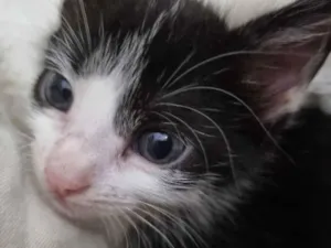 Gato raça Felino SRD idade Abaixo de 2 meses nome Amorzinho