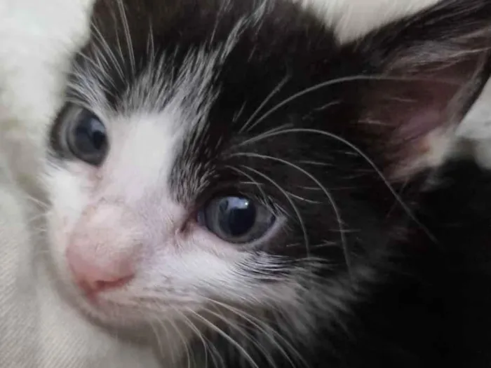 Gato ra a Felino SRD idade Abaixo de 2 meses nome Amorzinho