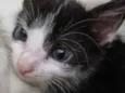 Amorzinho