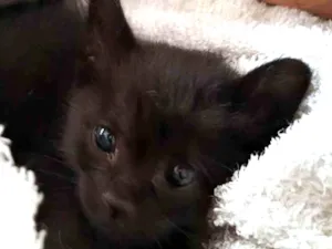 Gato raça Felino SRD idade Abaixo de 2 meses nome Pimpolho