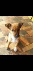 Panqueca