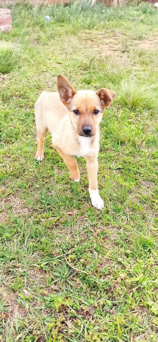 Cachorro raça SRD idade 2 a 6 meses nome Panqueca