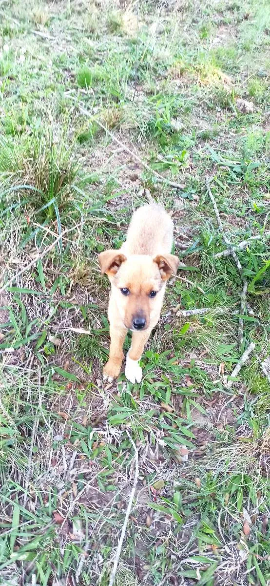 Cachorro raça SRD idade 2 a 6 meses nome Panqueca