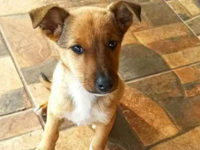 Cachorro raça SRD idade 2 a 6 meses nome Panqueca