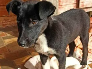 Cachorro raça SRD idade 2 a 6 meses nome Gloves