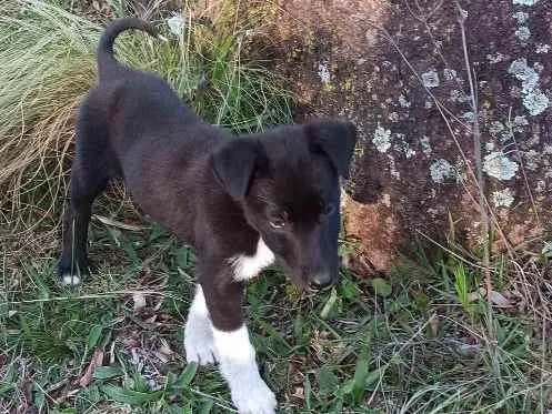 Cachorro raça SRD idade 2 a 6 meses nome Gloves