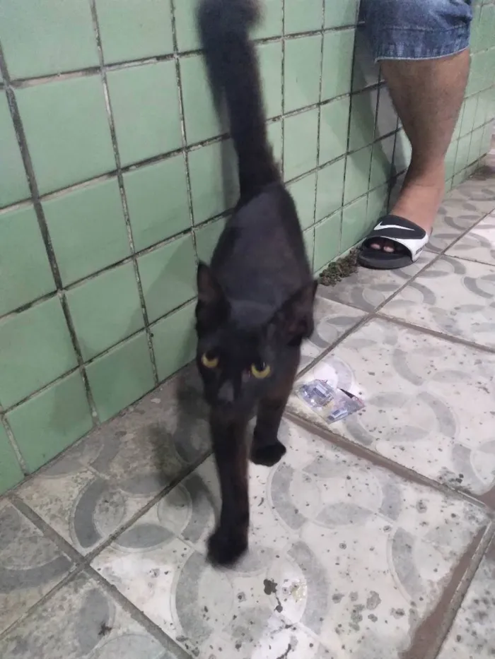 Gato ra a Vira lata idade 2 a 6 meses nome Sem nome