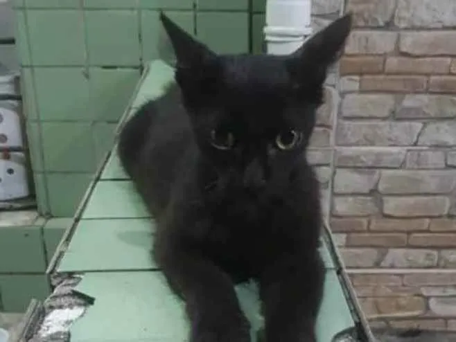 Gato ra a Vira lata idade 2 a 6 meses nome Sem nome