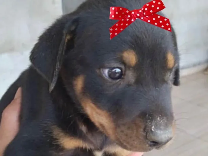 Cachorro ra a Mestiça  idade Abaixo de 2 meses nome Sofia 