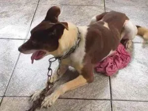 Cachorro raça Vira lata  idade 5 anos nome Bob